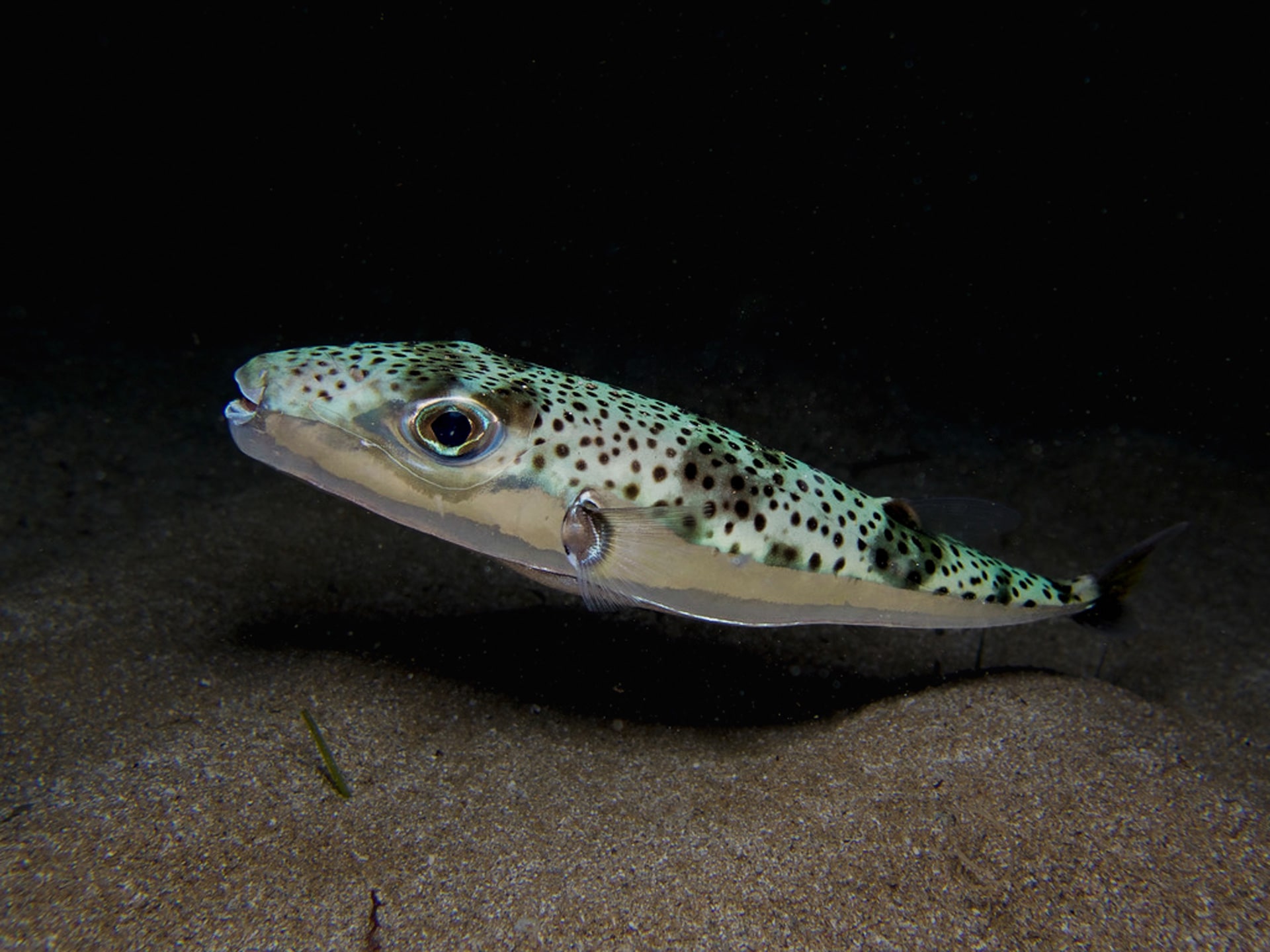 Lagocephalus sceleratus in the Mediterranean Sea