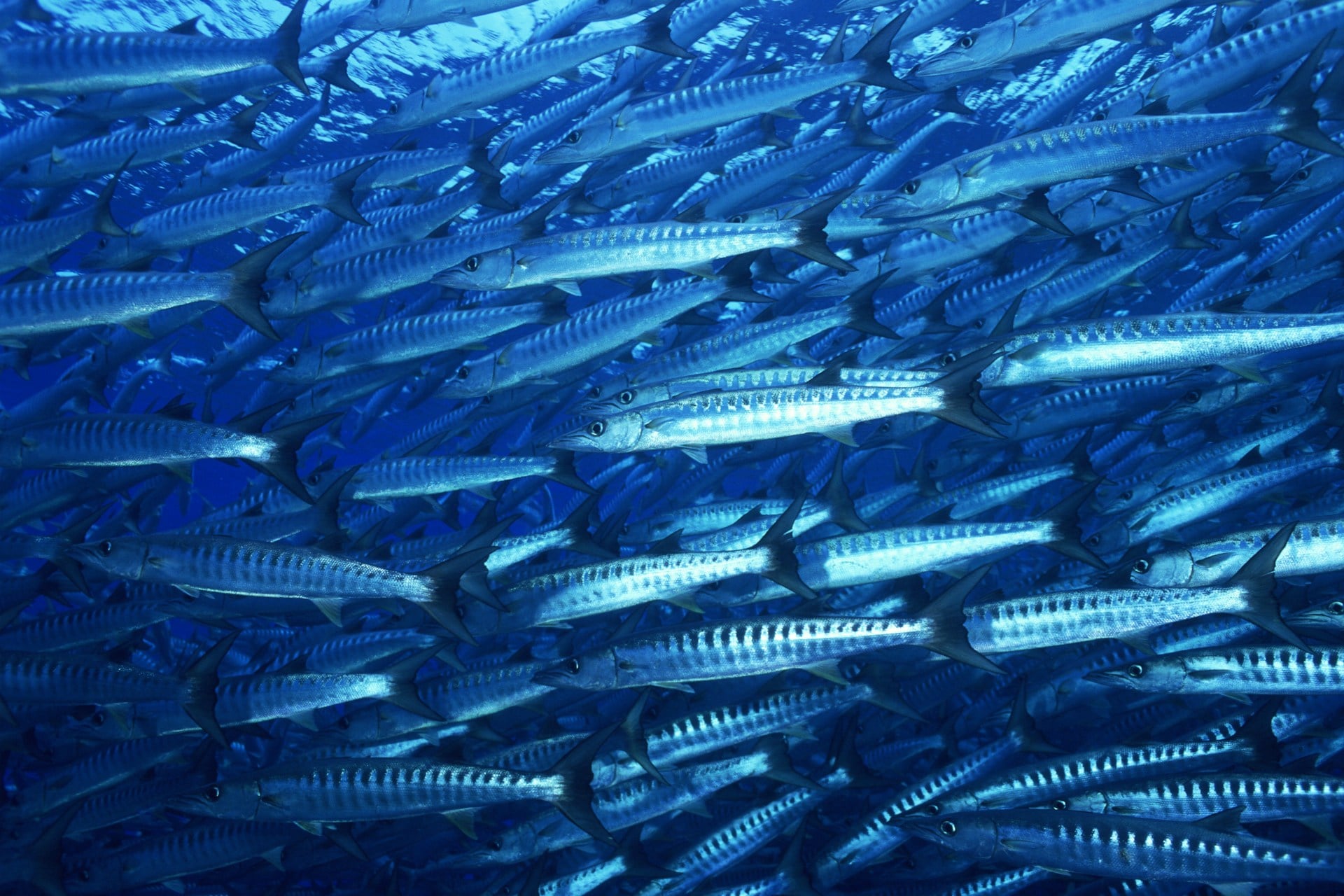 The Global Record of Stocks and Fisheries (GRSF)