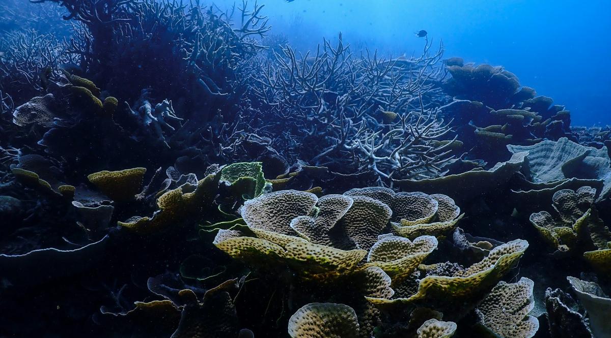 Marine science community